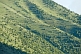 Image of A carpet of Pine-Trees lends a surrealist air to the green Alatau Mountainside.