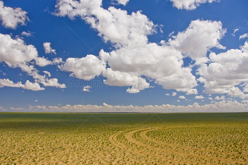 Sparce vegetation of the Gobi Desert, with tyre tracks, and clouds.