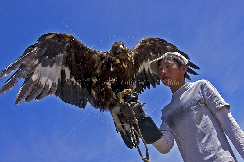 Eagle and Mongolian bird-handler.