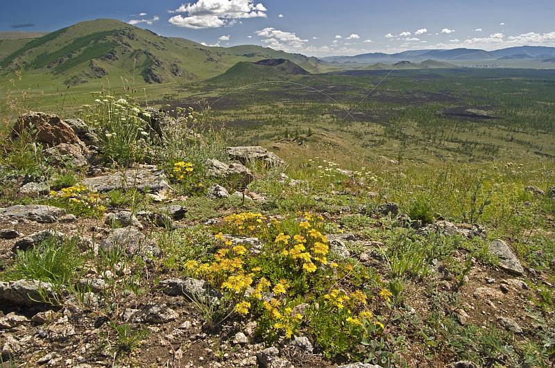 A flowery mountaintop vantage point looks over forested valleys and the Khorgo Uul volcano caldera.