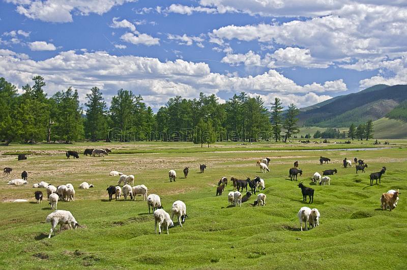 Sheep, goats, and cattle grazing in a forested river valley.