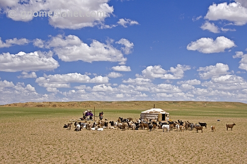A lonely yurt and goat herd in the bare Mongolian plains.