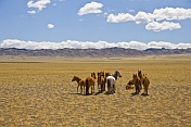 A herd of horses grazing on the arid Mongolian plains.