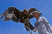 Eagle and Mongolian bird-handler.