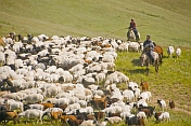 Sheep herders on horseback guiding their flocks through the mountains.