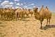A herd of Bactrian Camels roam the Gobi desert.