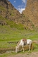 White saddled horse grazing in the Gurvan Saikhan National Park.