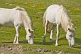 White horses grazing in the Gurvan Saikhan National Park.