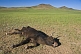 Image of Dead cow on Mongolian plains, with vultures in the distance.
