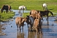 Image of Mongolian horses standing in a stream.