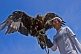 Mongolian bird-handler with Eagle