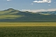 Cattle grazing on the wide Mongolian plains.