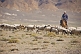 Image of Flock of sheep with herder on horseback near the Khyargas Nuur lake, near Naranbulag.