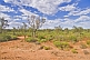 Low trees and scrub forest in the Australian Outback