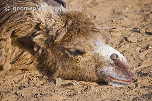 Bactrian Camel waits patiently in the Nuratau-Kyrzylkum Biosphere Reserve, near Lake Aidarkul.