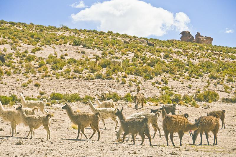 Grazing herd of llamas on barren rocky hillside.