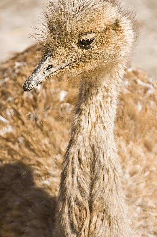 Closeup of emu head on the Isla Pescado in the Uyuni Salt Flats.