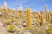 Cacti garden on the Isla Pescado in the Uyuni Salt Flats.