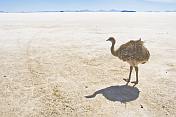 Emu walking on the Uyuni Salt Flats at Isla Pescado.
