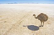 Emu walking on the Uyuni Salt Flats at Isla Pescado.