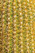 Cactus closeup on the Isla Pescado in the Uyuni Salt Flats.