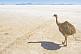 Image of Emu walking on the Uyuni Salt Flats at Isla Pescado.