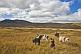 Children look after grazing cattle in hilly grassland.