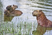 The capybara (Hydrochoerus hydrochaeris) is the largest living rodent in the world.
