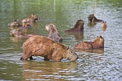 A herd of Capybara in a lake.