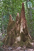 Three-pointed termite mound in the jungle.