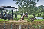 Cowboy on horseback lassoes a young steer.