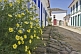 Image of Plants grow outside colorful colonial house on empty cobbled street.