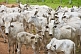 A herd of Zebu or Humped Cattle (Bos primigenius indicus or Bos indicus).