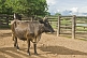 Image of A bull in a fenced enclosure.