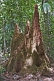 Image of Three-pointed termite mound in the jungle.