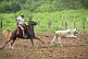Cowboy on horseback lassoes a young steer.