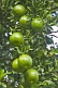 Image of Wild green oranges grow on the tree.