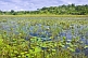 Pantanal lake with lily leaves.