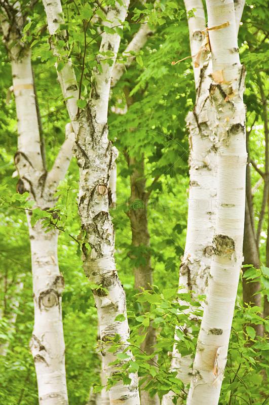 Birch tree trunks and foliage in Central Park.