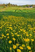 Field of yellow dandelions brightens the rural countryside.