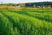 A field of spring wheat provides a foreground to a forested rural hamlet.