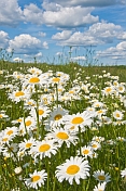 A field of white and yellow Ox-Eye Daisies (Chrysanthemum Leucanthemum) under blue sky and white clouds.