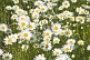 A field of white and yellow Ox-Eye Daisies (Chrysanthemum Leucanthemum).