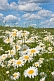 A field of white and yellow Ox-Eye Daisies (Chrysanthemum Leucanthemum) under blue sky and white clouds.