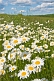 Image of A field of white and yellow Ox-Eye Daisies (Chrysanthemum Leucanthemum) under blue sky and white clouds.
