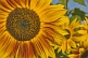Image of Closeup of a yellow sunflower in strong sunlight with other sunflowers in background.