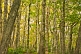 Image of A forest of Oak trees with yellow and green leaves in the Cape Split Provincial Park Reserve.