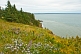 Flower and tree covered cliffs lead down to the Bay of Fundy in the Cape Split Provincial Park Reserve.