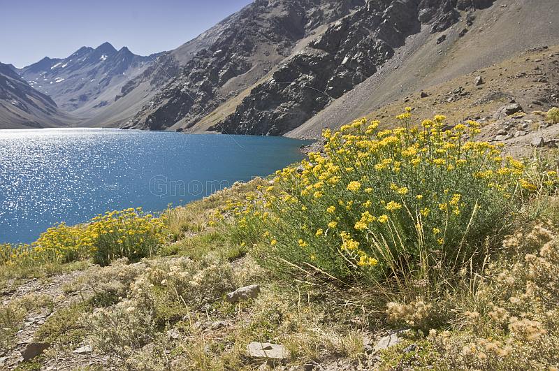 Yellow flowers at the Laguna del Inca.
