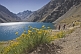 Image of Yellow flowers at the Laguna del Inca.